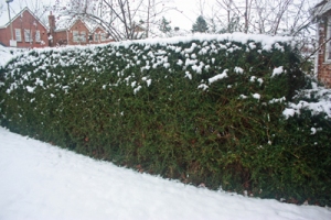 new lonicera hedge in snow with level top