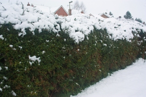 Sagging Lonicera hedge in the snow